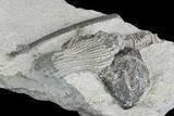 Crinoid (Platycrinites) With Gastropod - Crawfordsville, Indiana #130159-4